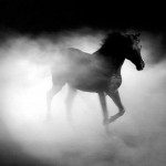 horse